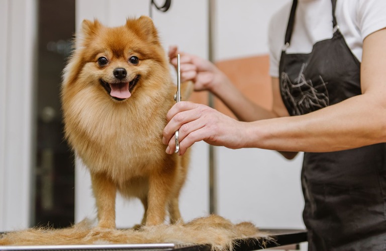 ケージフリーで滞在 | 佐賀のトリミングサロンならDog Lovers