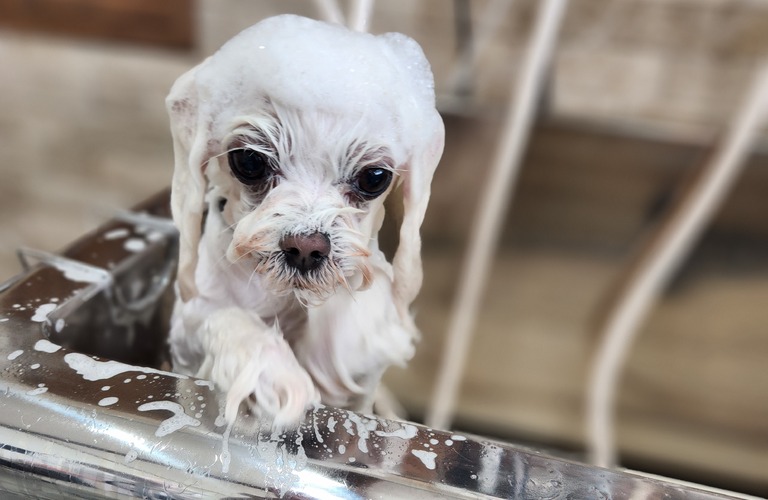 シャンプーのこだわり | 佐賀のトリミングサロンならDog Lovers