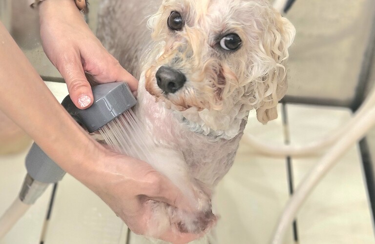 オゾンシャワーの設備 | 佐賀のトリミングサロンならDog Lovers