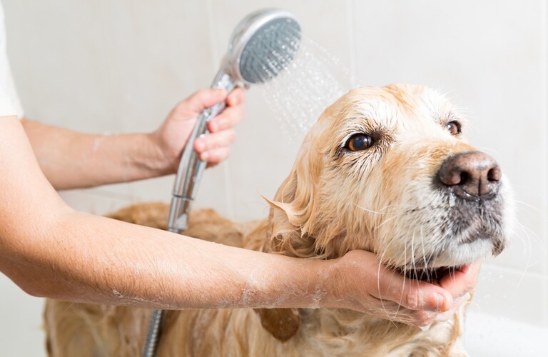 オプションの提案 | 佐賀のトリミングサロンならDog Lovers