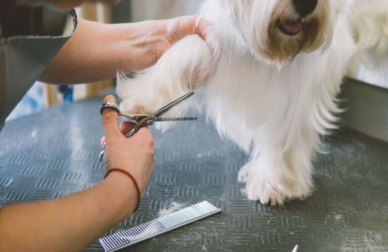 トリミングを実施 | 佐賀のトリミングサロンならDog Lovers