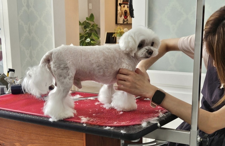 カットの技術 | 佐賀のトリミングサロンならDog Lovers