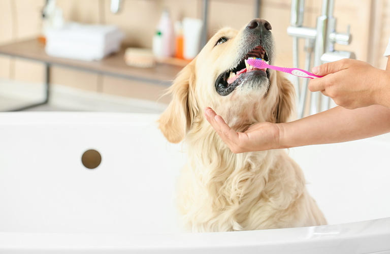 歯磨きに対応 | 佐賀のトリミングサロンならDog Lovers