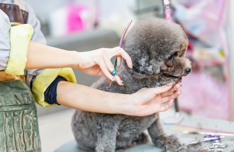 小城市で営業 | 佐賀のトリミングサロンならDog Lovers